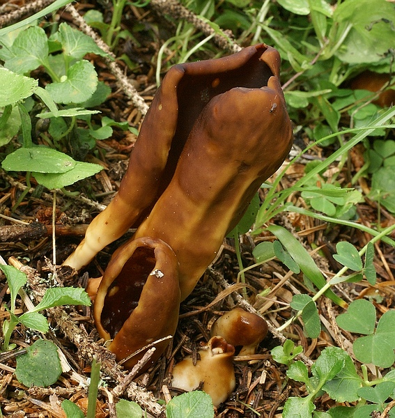 Un ascomicete poco comune: Helvella silvicola